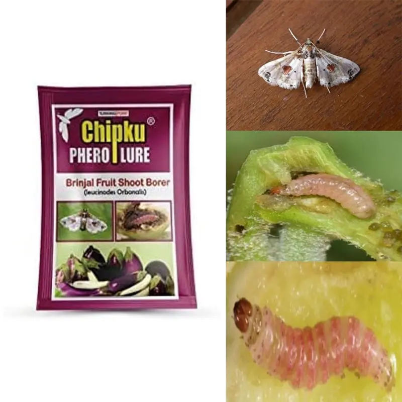 10 pcs Chipku Brinjal Fruit & Shoot Borer Moth Lure for Brinjal